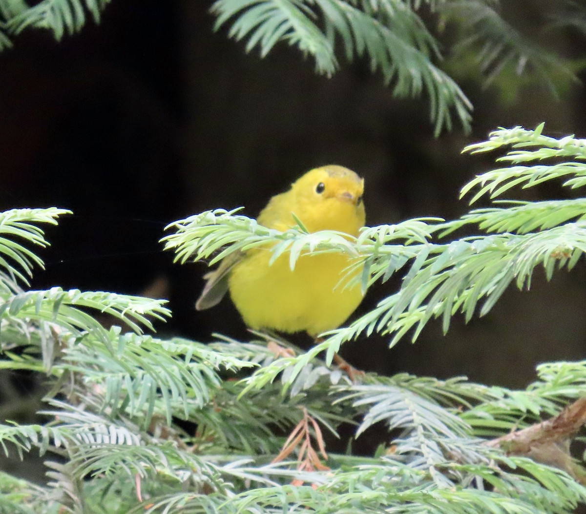 Wilson's Warbler - ML639320383