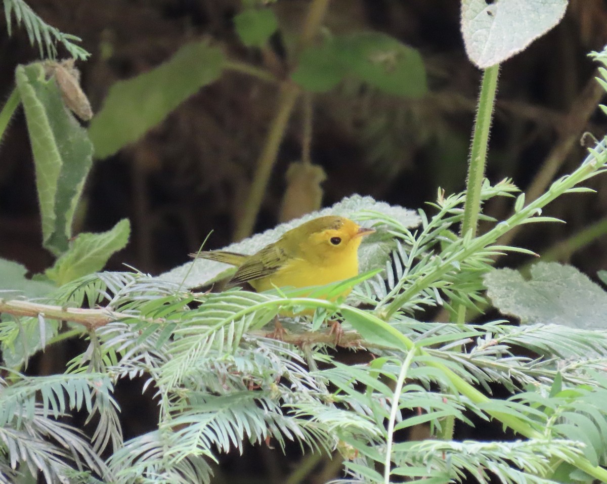 Wilson's Warbler - ML639320384