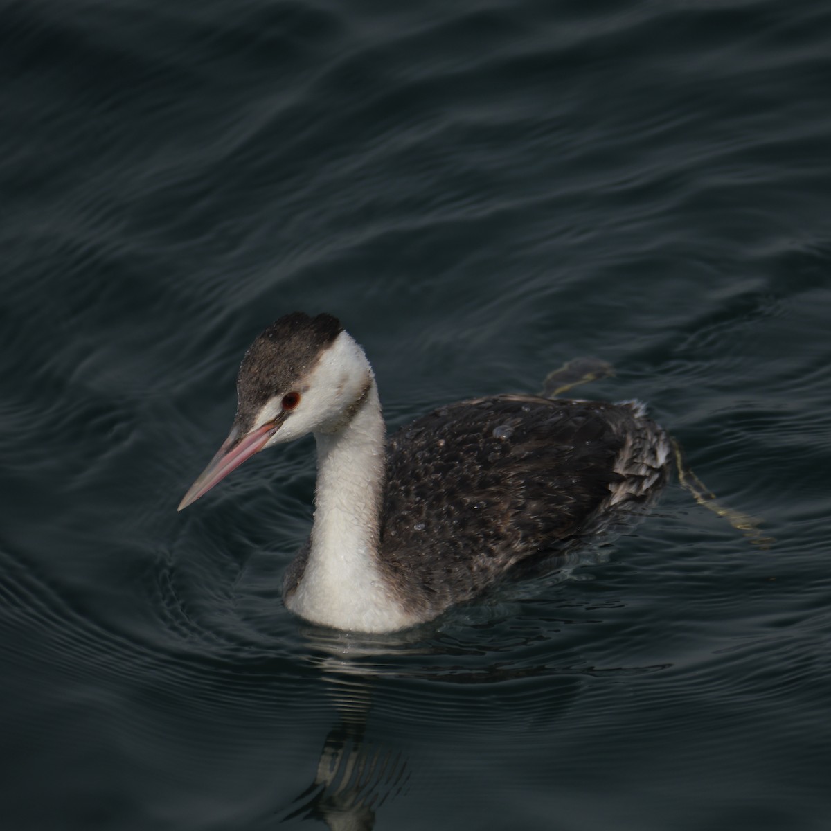 Great Crested Grebe - ML639320427