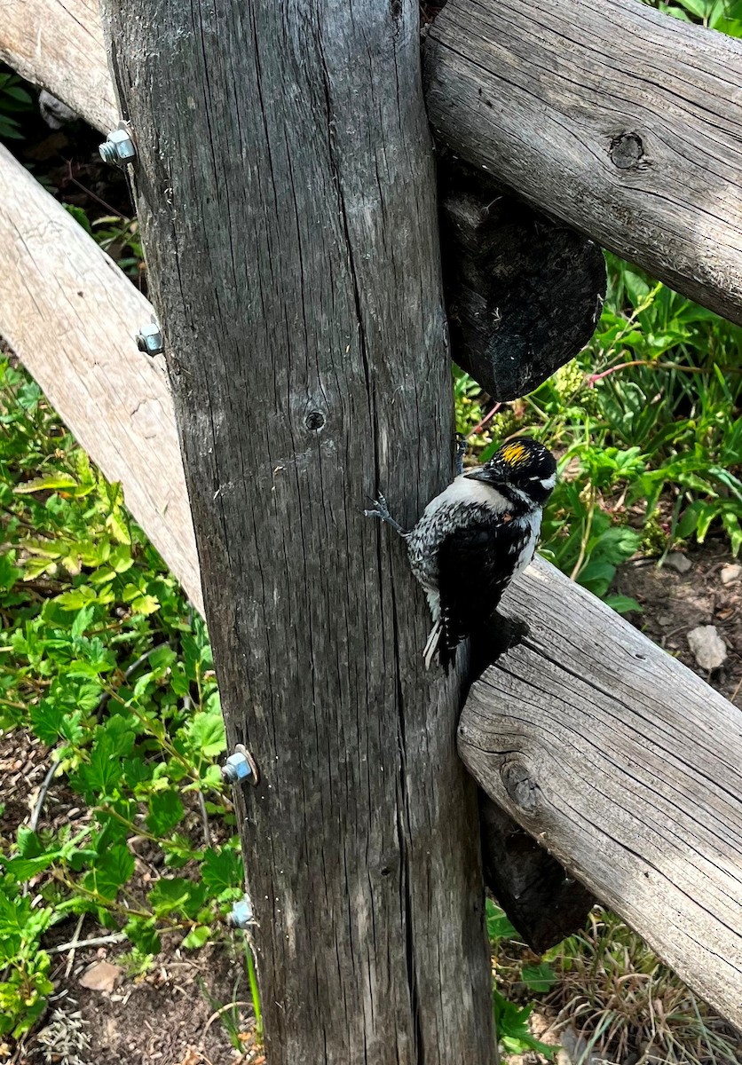 American Three-toed Woodpecker (Rocky Mts.) - ML639320440