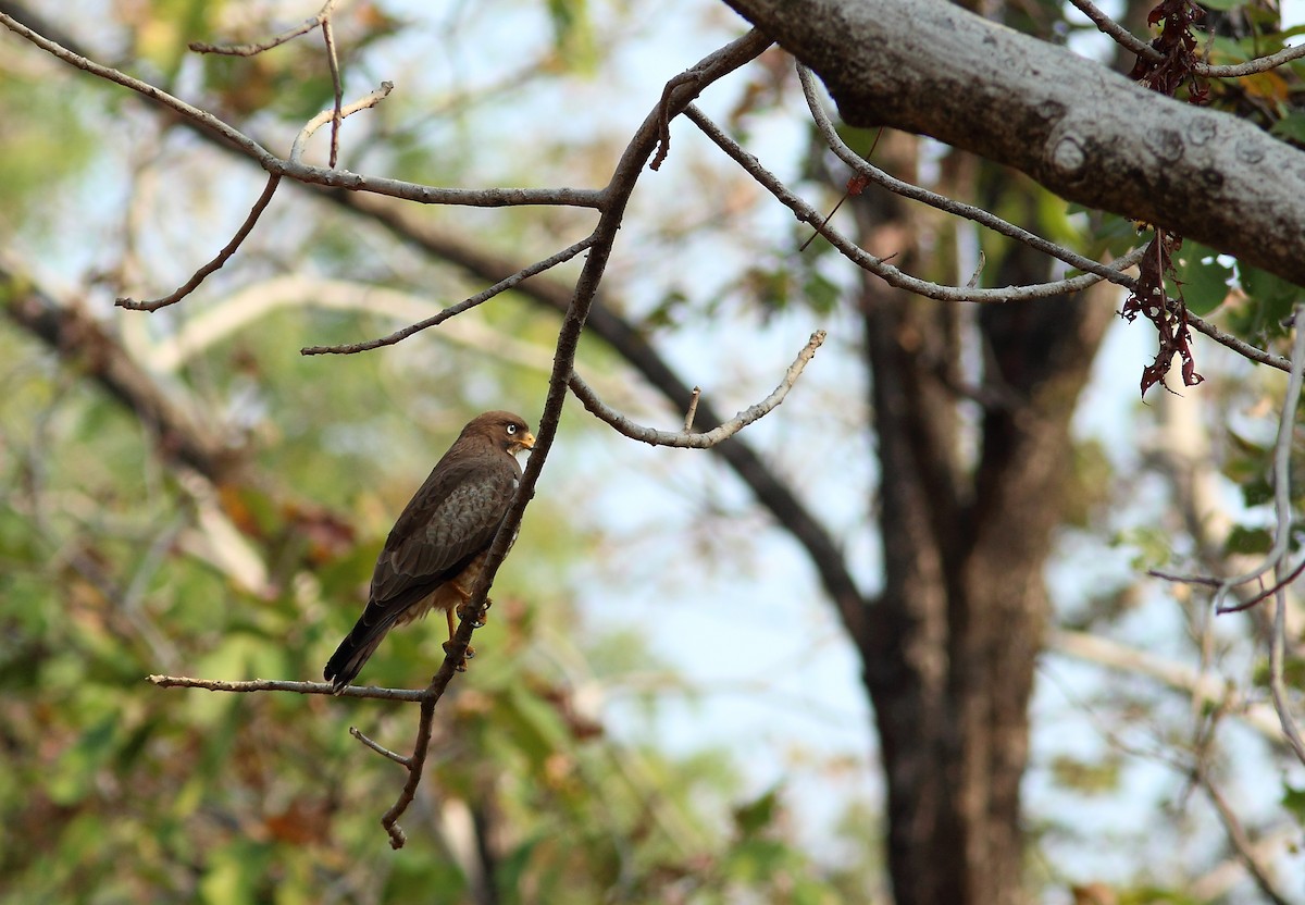 Weißaugenbussard - ML639320445