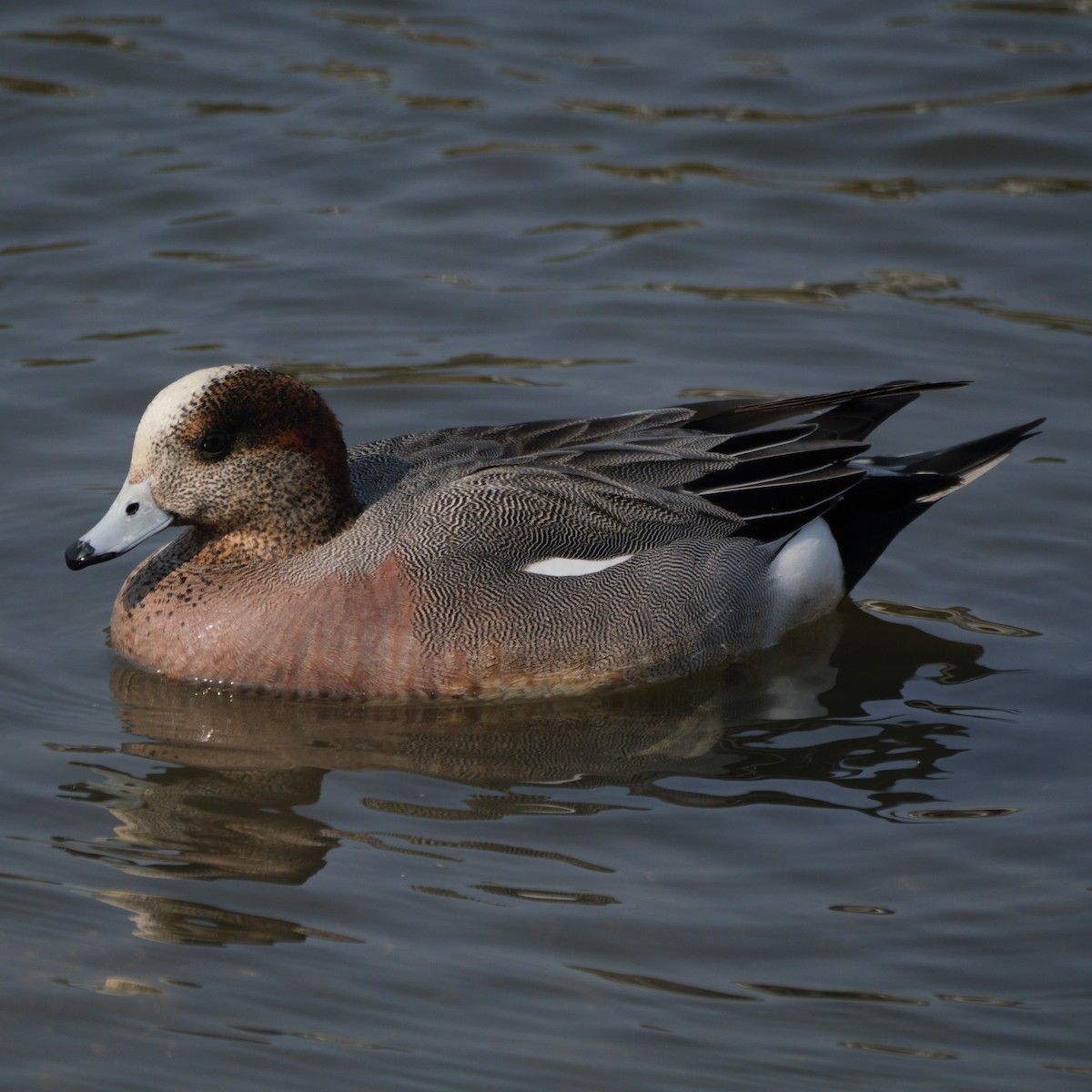 Eurasian x American Wigeon (hybrid) - ML639320549