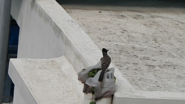 Red-vented Bulbul - ML639320567