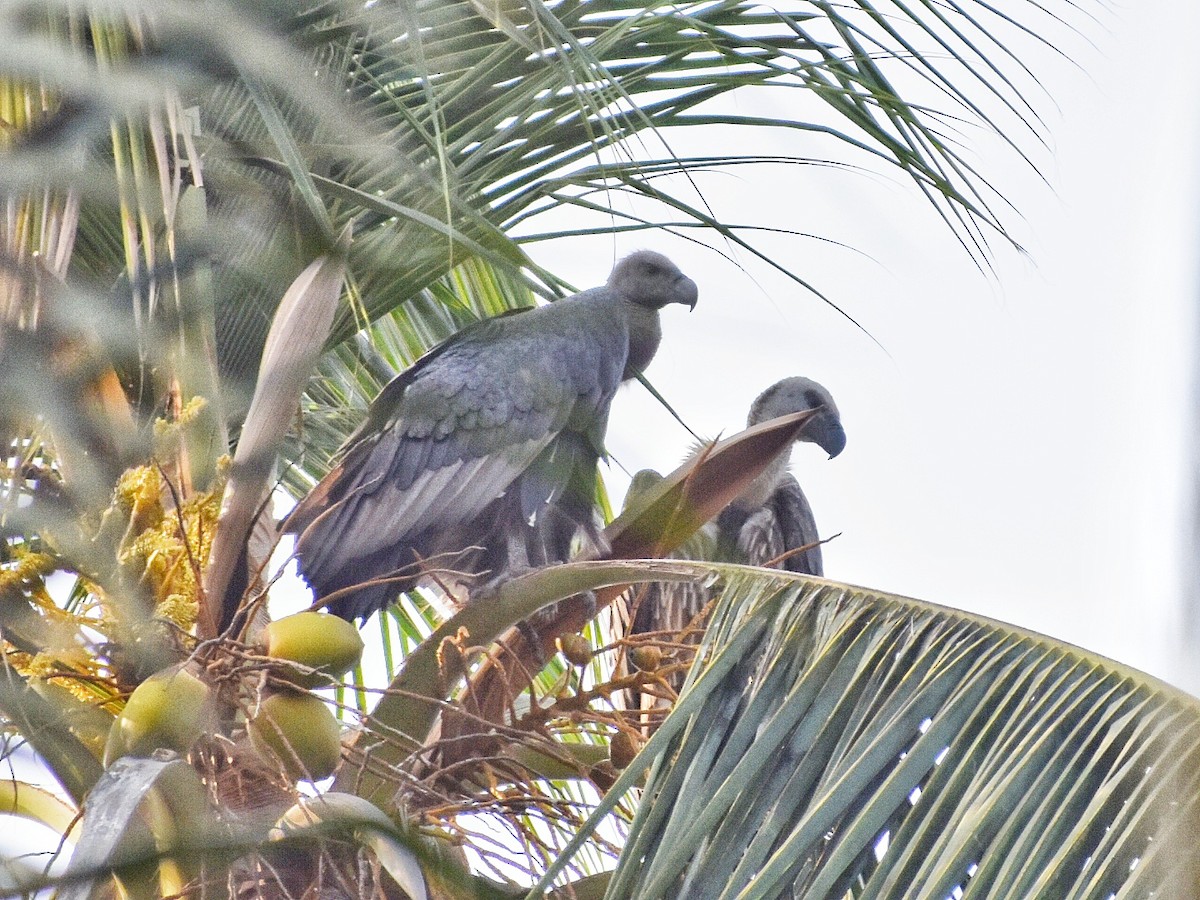White-rumped Vulture - ML639320588