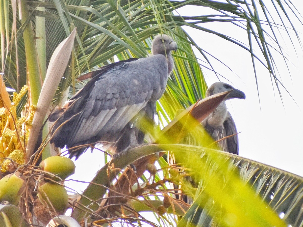 White-rumped Vulture - ML639320589