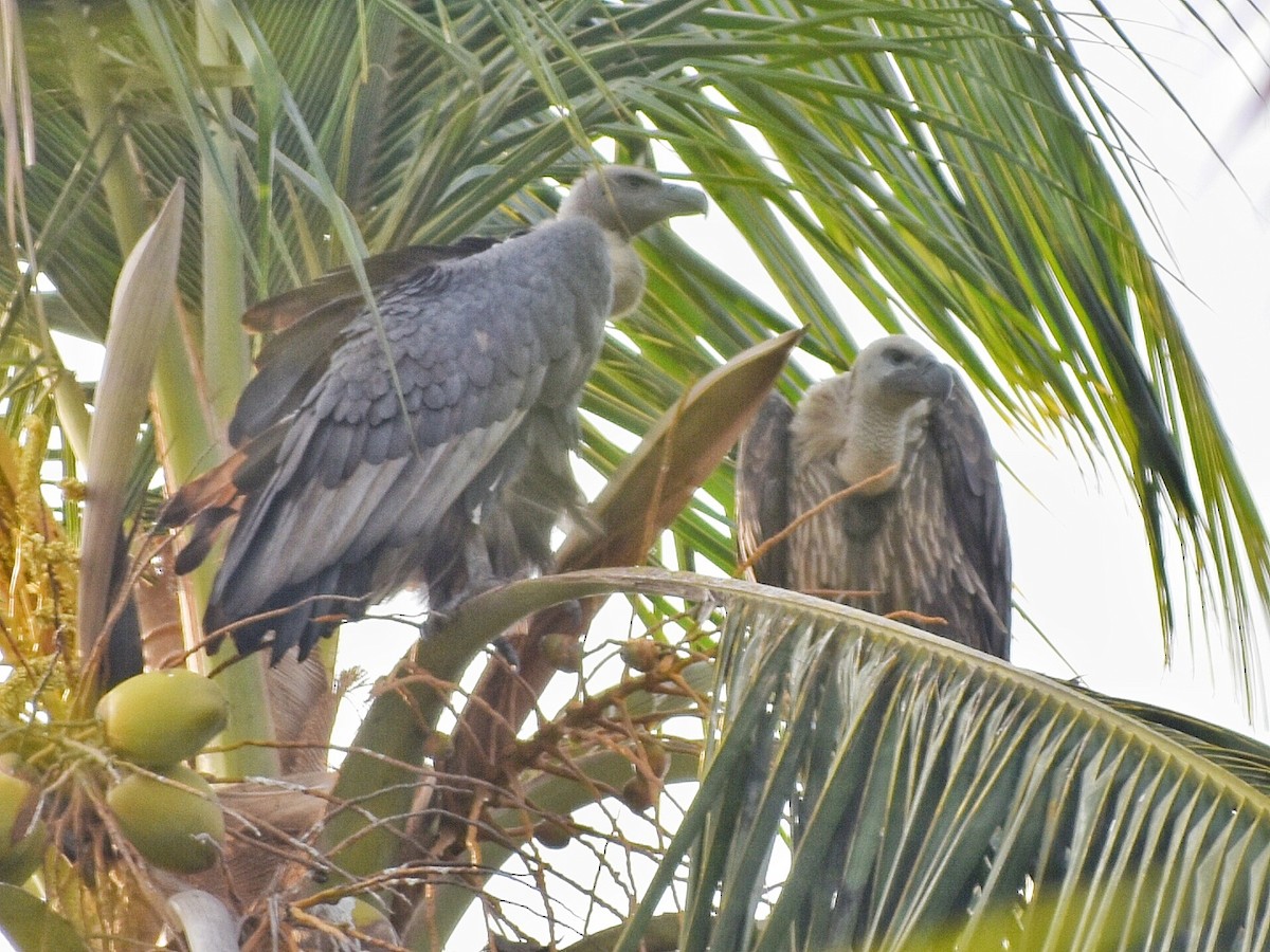 White-rumped Vulture - ML639320590