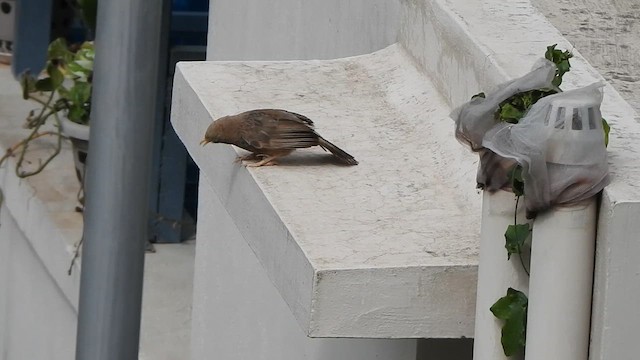 Yellow-billed Babbler - ML639320599