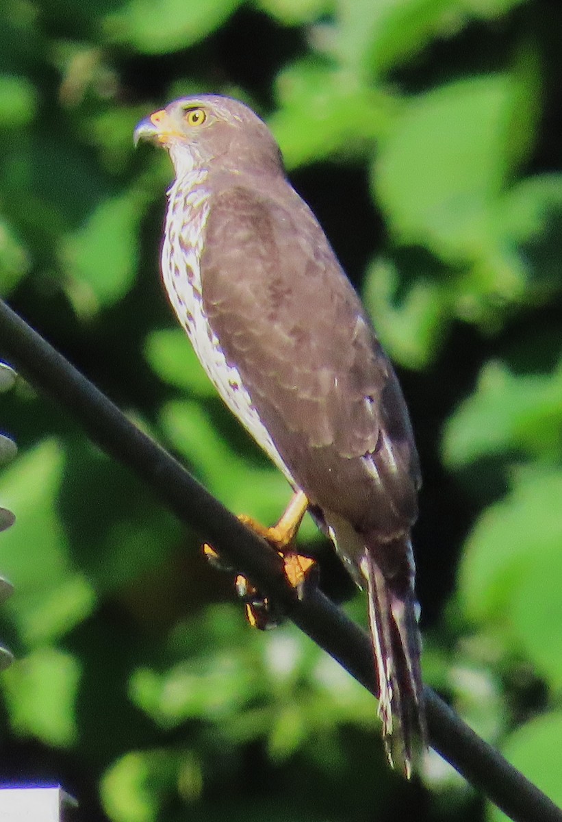 Gray-headed Goshawk - ML639320646