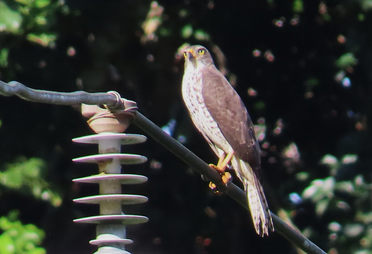 Gray-headed Goshawk - ML639320647