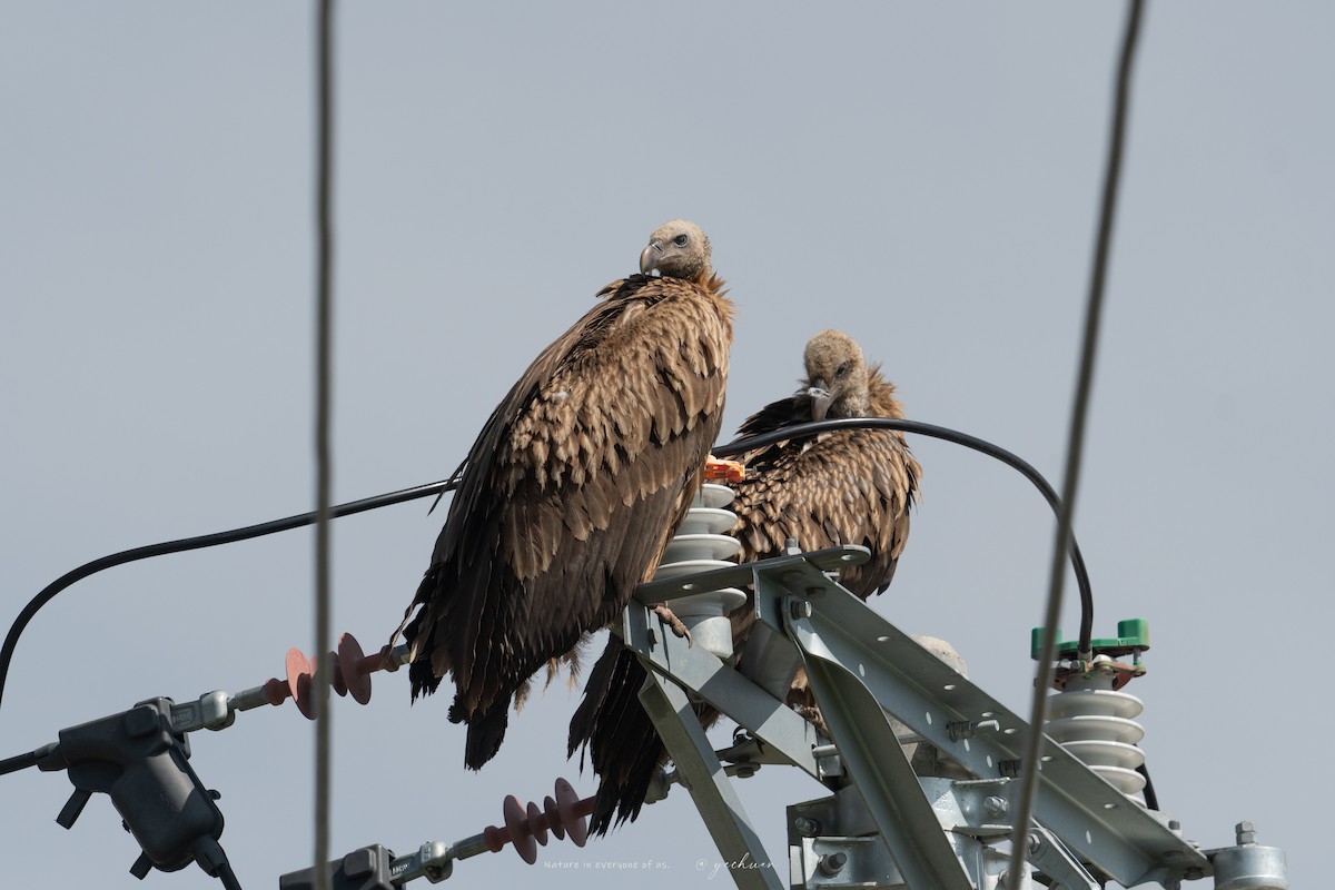 Himalayan Griffon - ML639320767