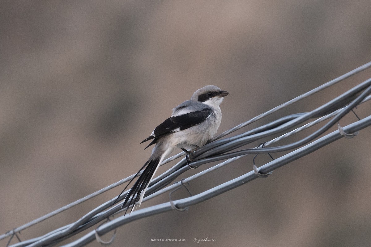 Giant Shrike - ML639320907