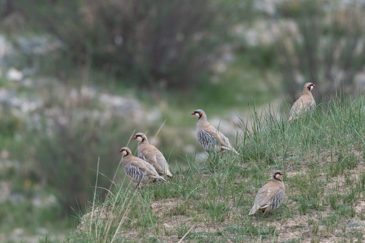 Przevalski's Partridge - ML639320911