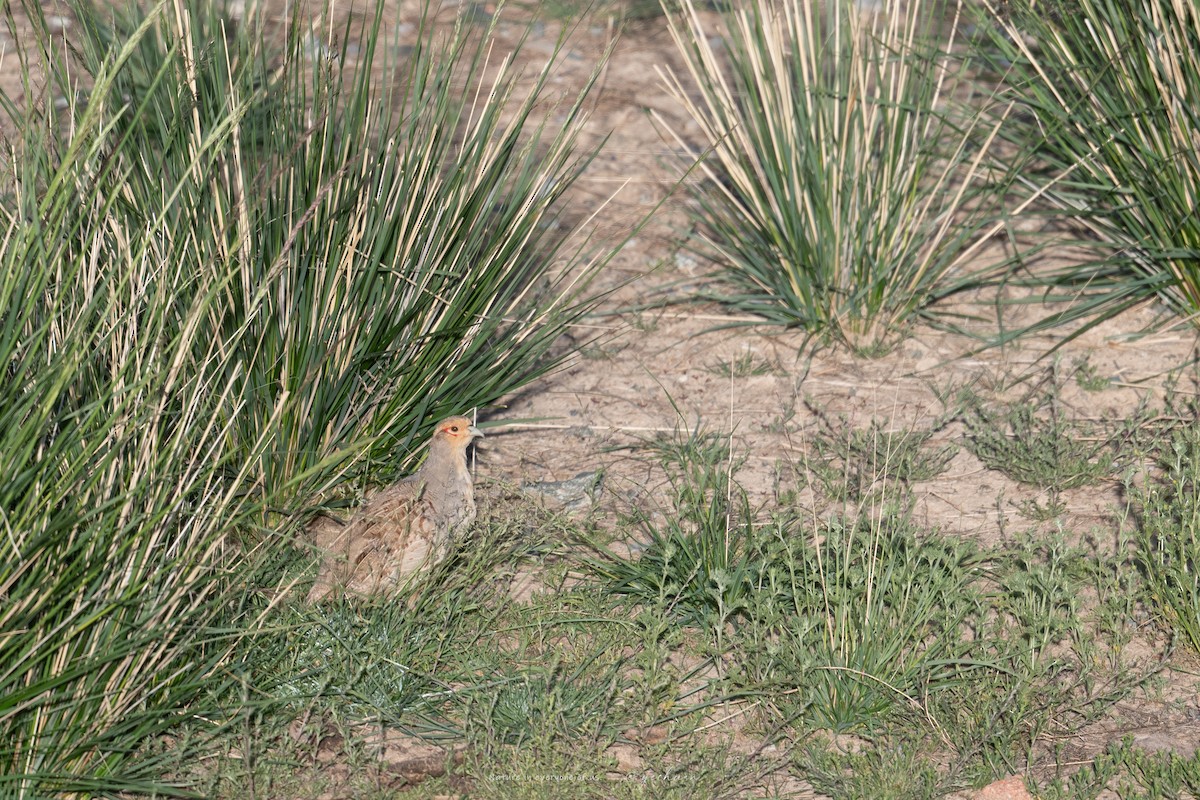Daurian Partridge - ML639320916
