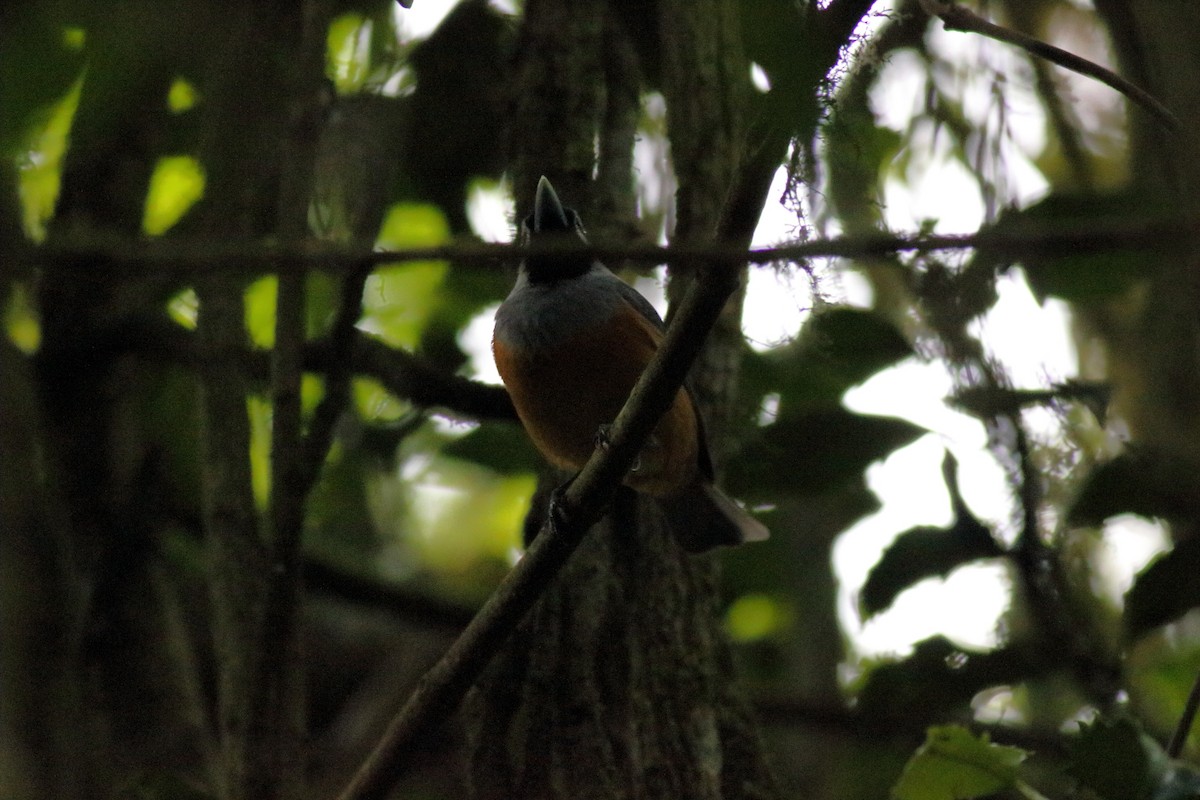 Black-faced Monarch - ML639321081