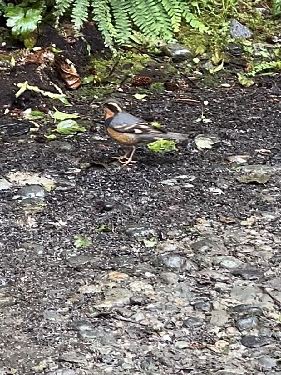 Varied Thrush - ML639321242