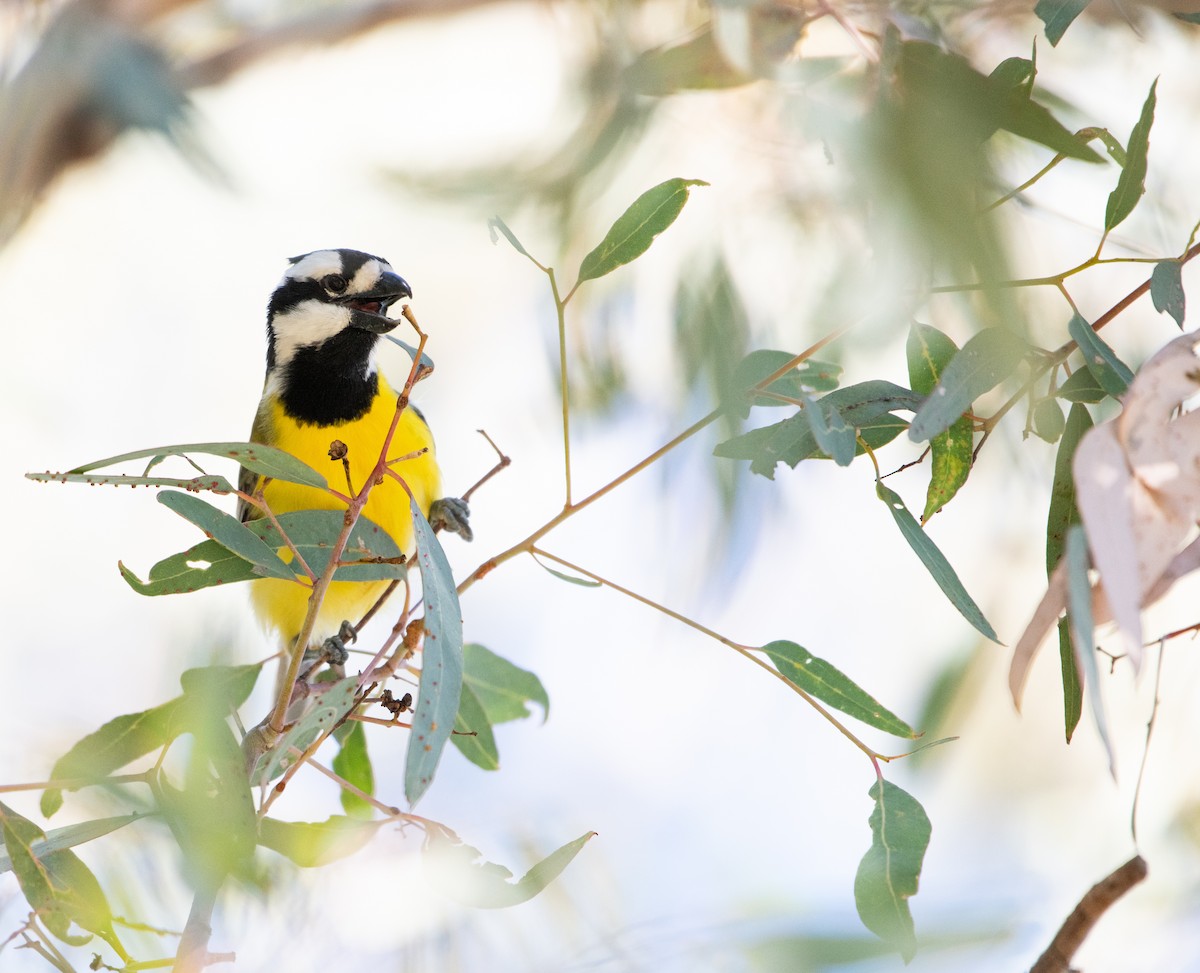 Eastern Shrike-tit - ML639321353