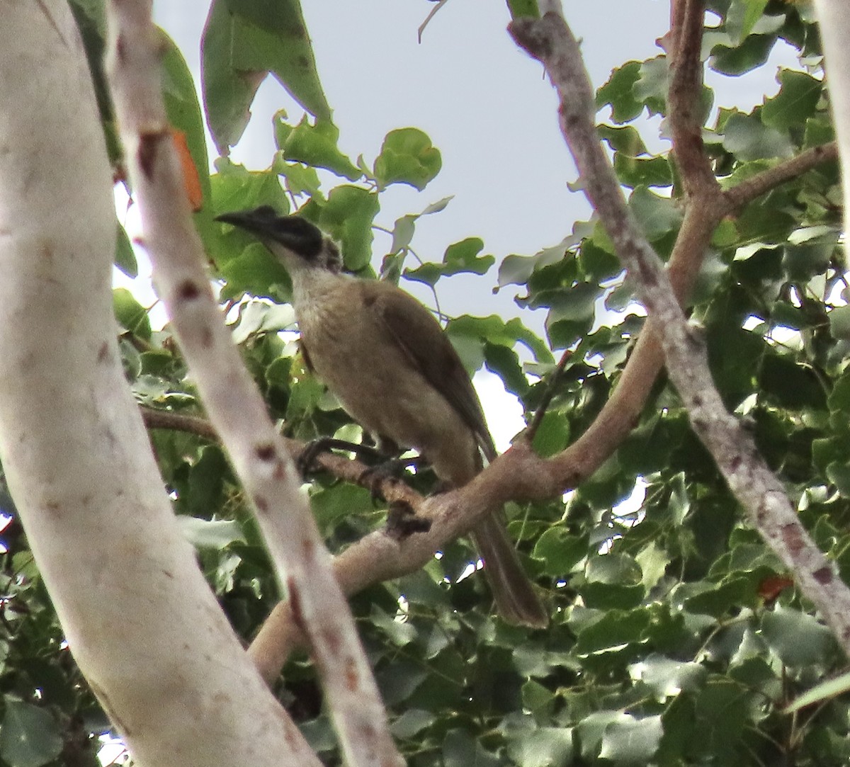 Silver-crowned Friarbird - ML639321587