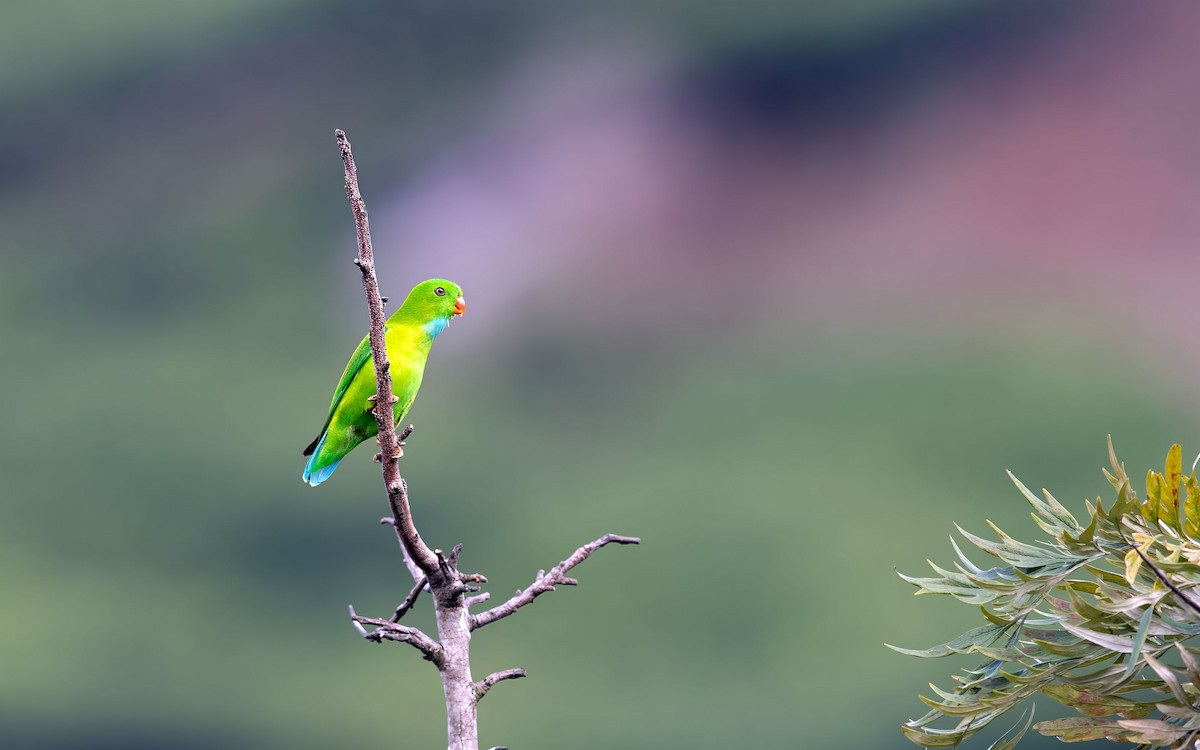 Vernal Hanging-Parrot - ML639321710
