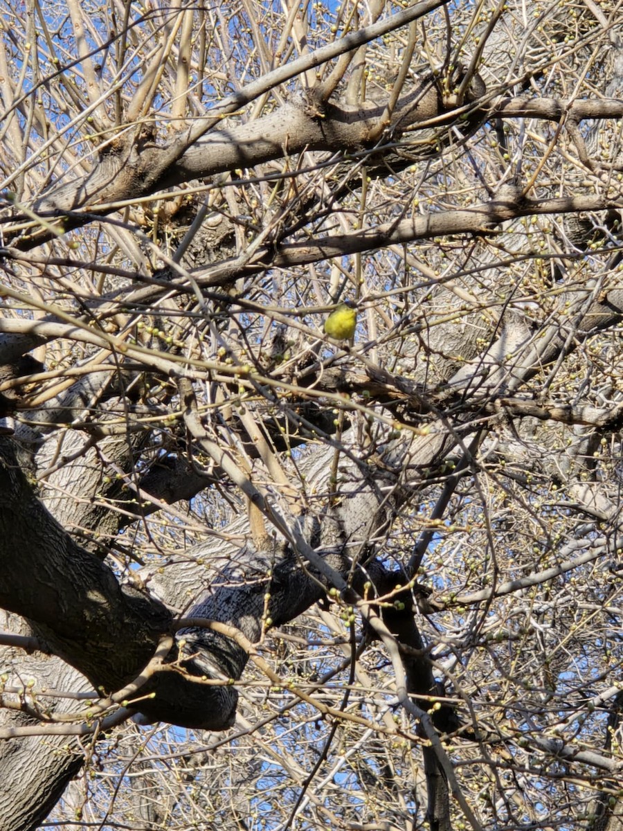 Lesser Goldfinch - ML639321770