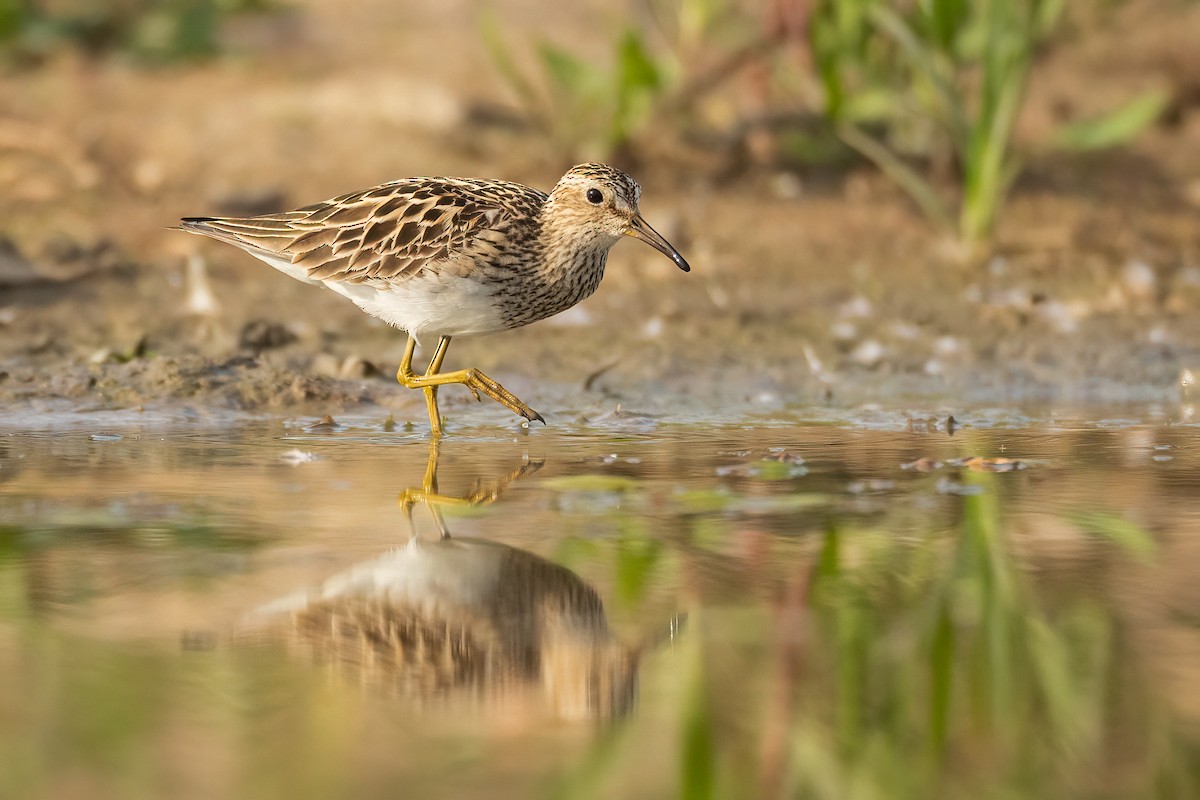 Bécasseau à poitrine cendrée - ML639321820