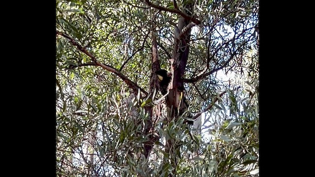 Yellow-tailed Black-Cockatoo - ML639322053