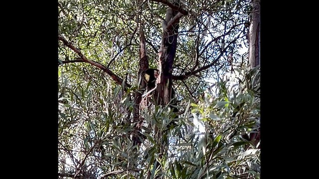Yellow-tailed Black-Cockatoo - ML639322054