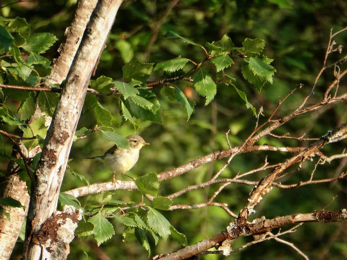 Willow Warbler - ML639322111