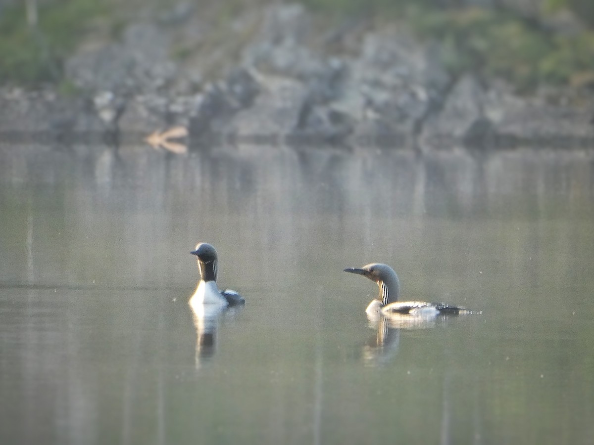 Arctic Loon - ML639322137