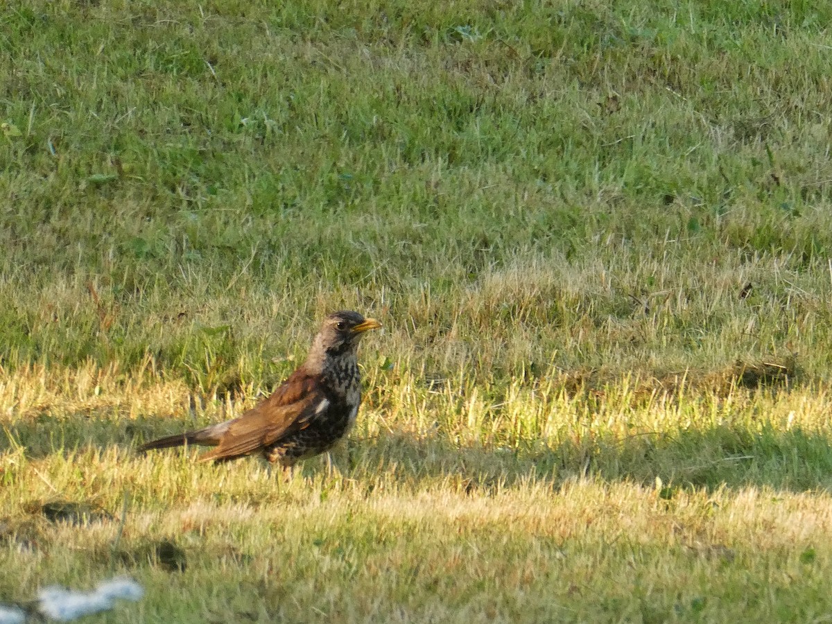 Fieldfare - ML639322138