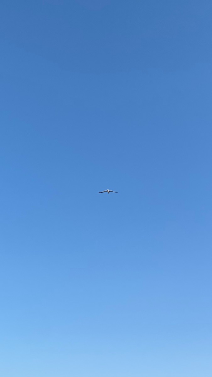 gull sp. - ML639322227