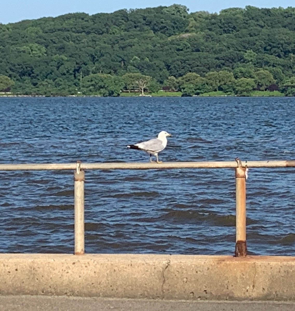 Ring-billed Gull - ML639322230