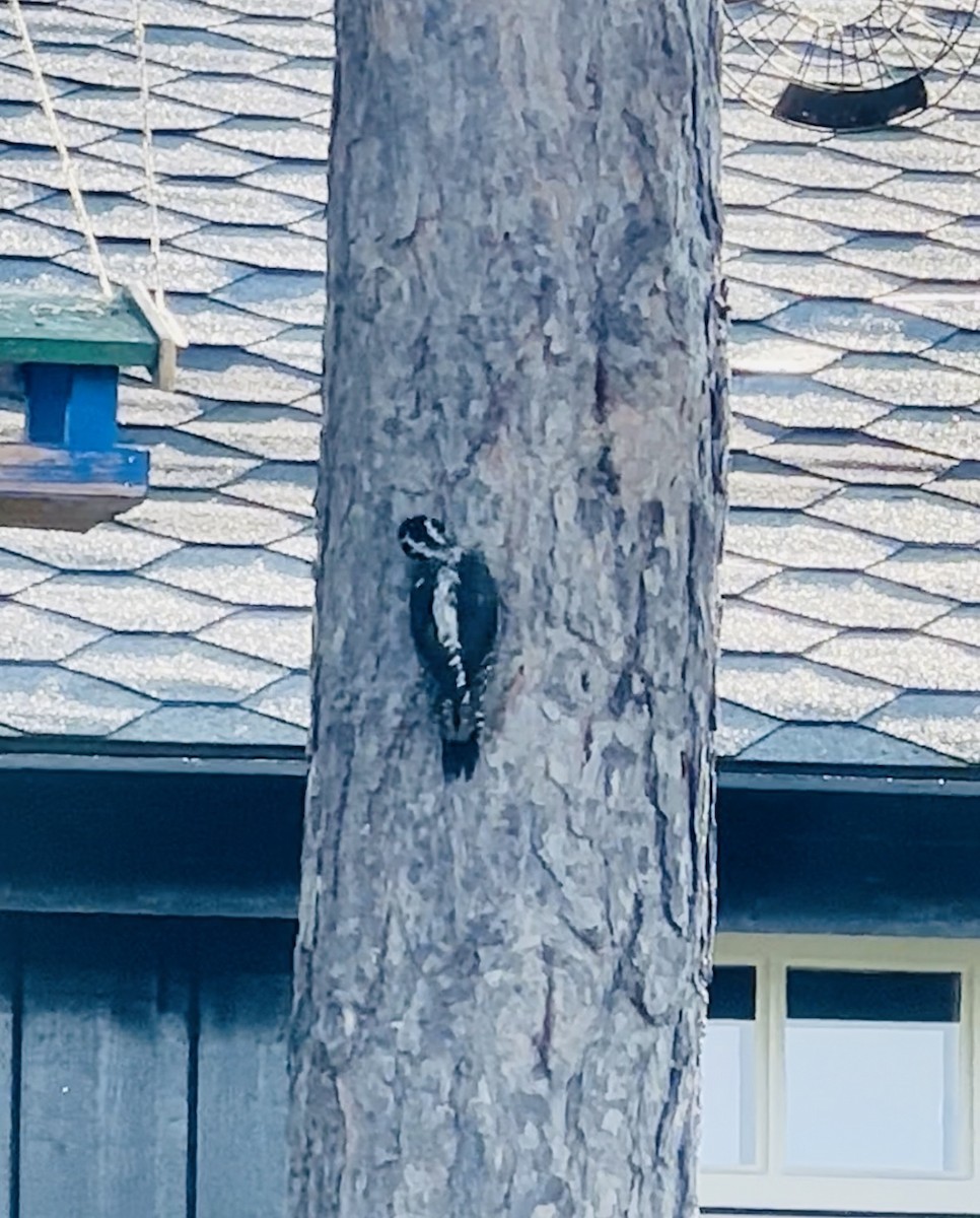 datlík tříprstý - ML639322280