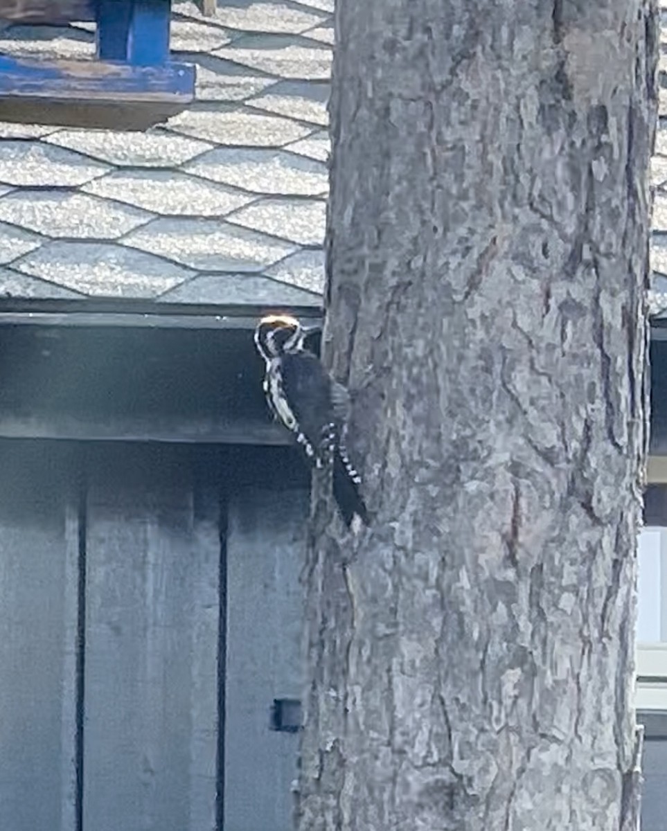 datlík tříprstý - ML639322281