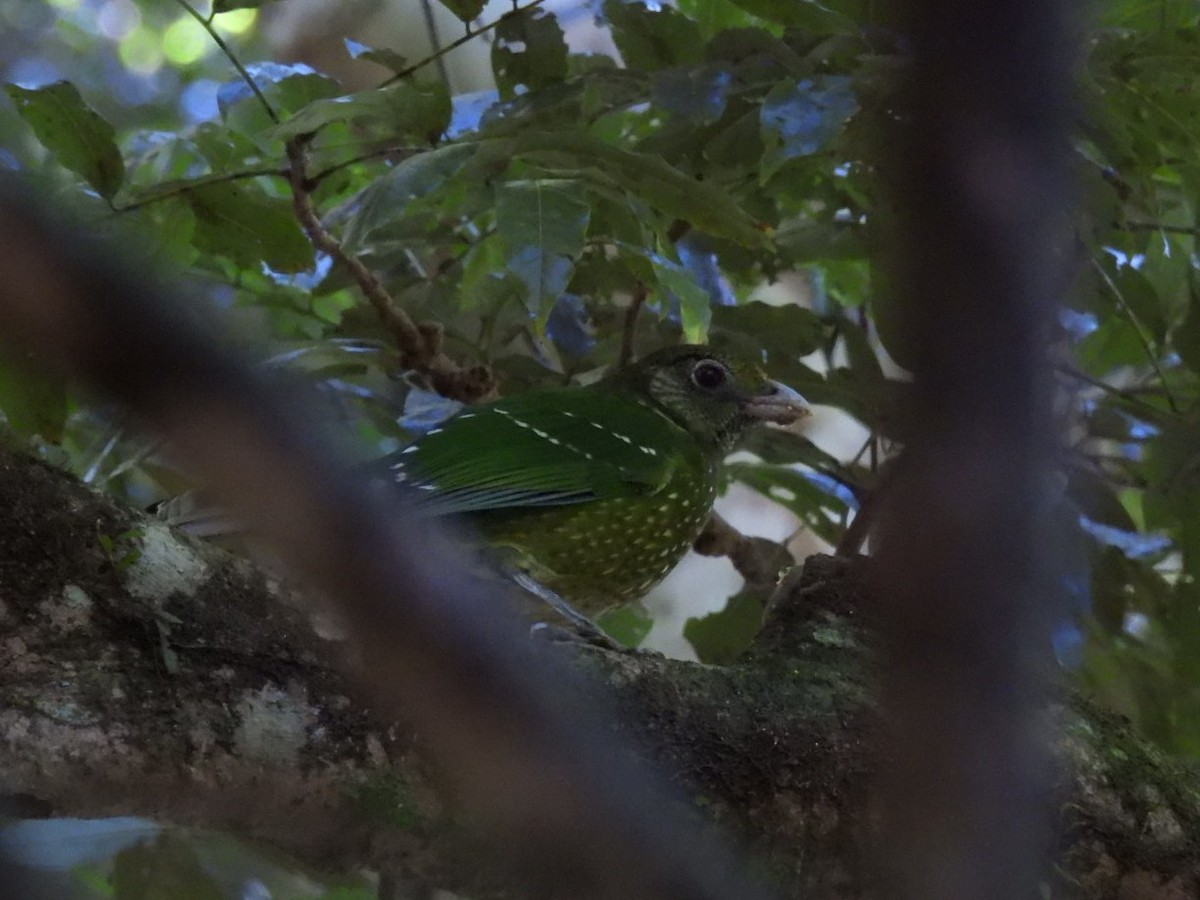 Green Catbird - ML639322375