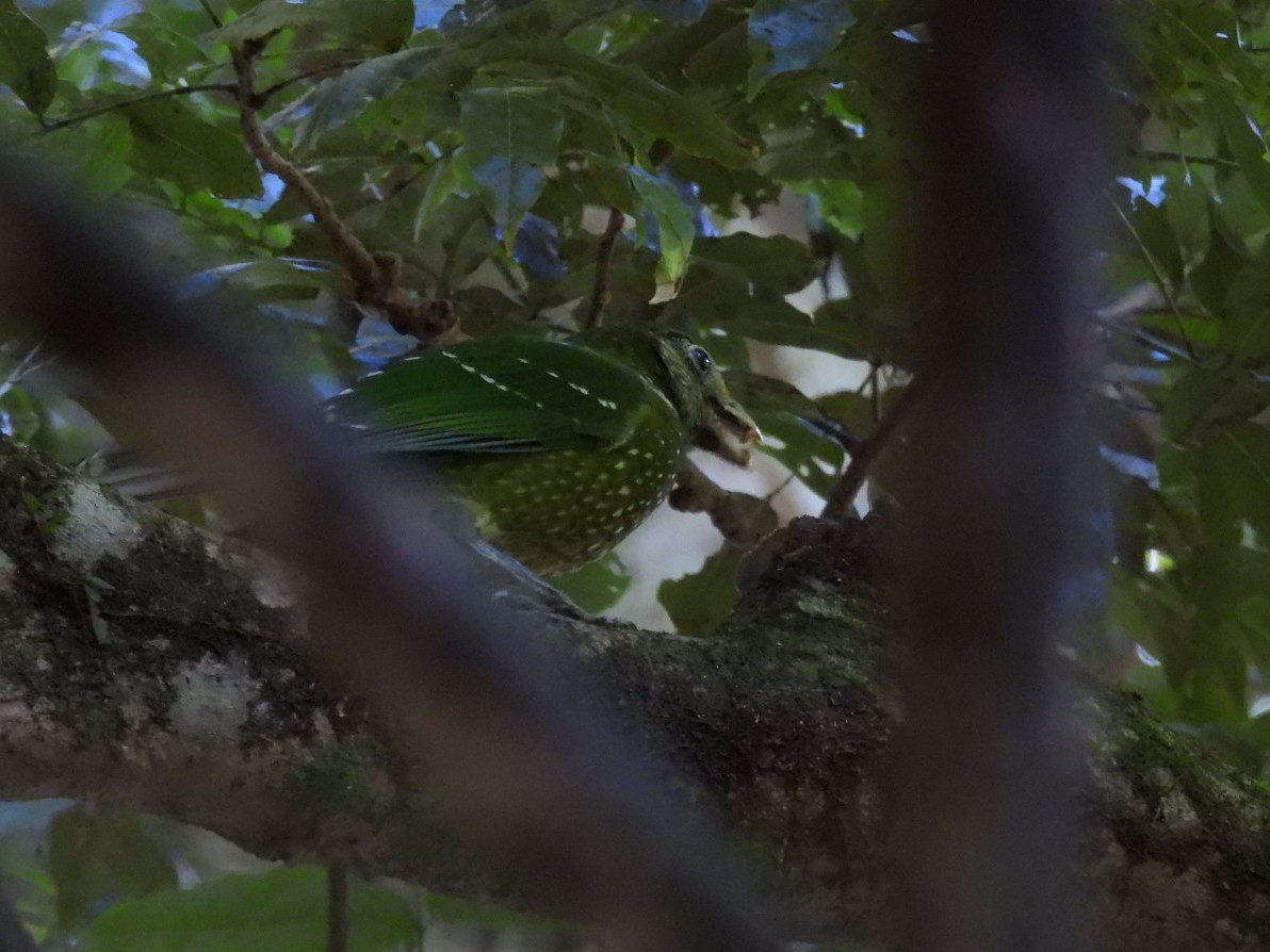 Green Catbird - ML639322382