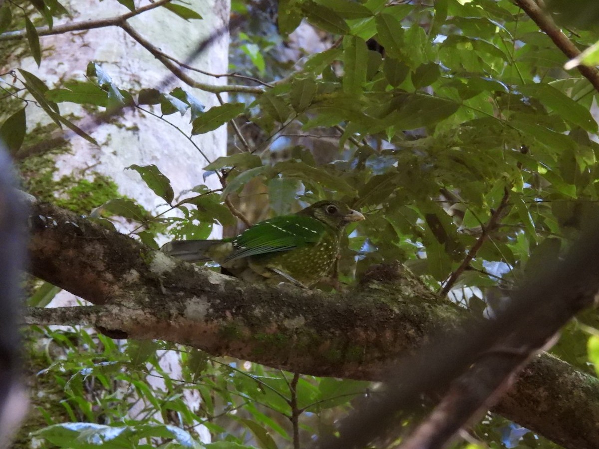 Green Catbird - ML639322384