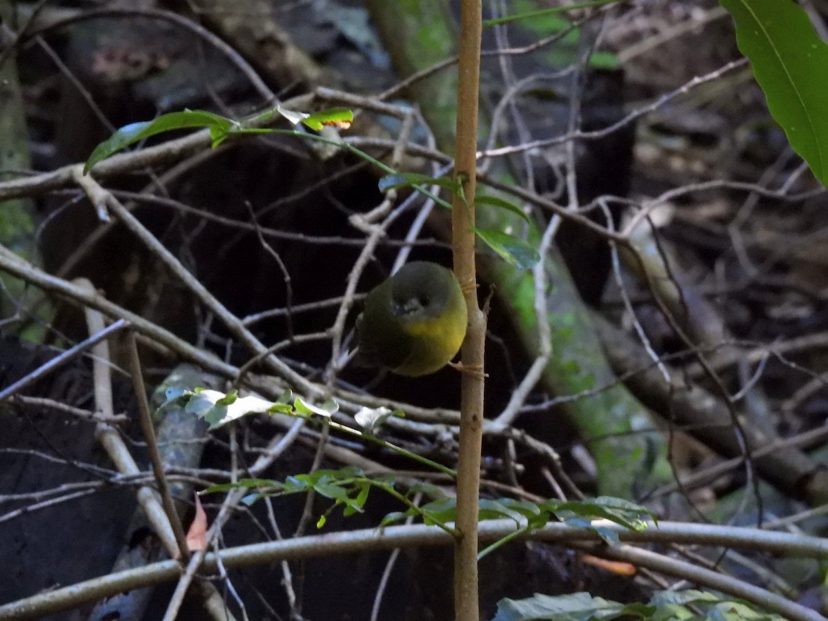 Pale-yellow Robin - ML639322390
