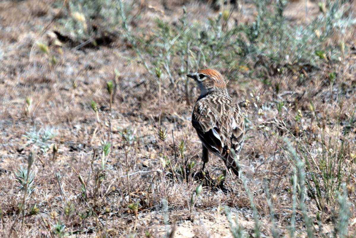 White-winged Lark - ML639322400
