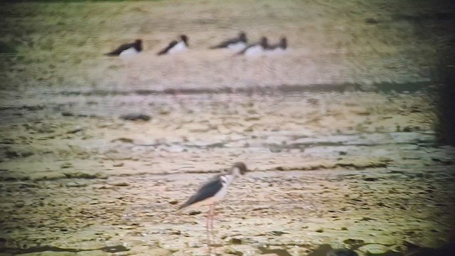 Black-necked Stilt (Hawaiian) - ML639322486
