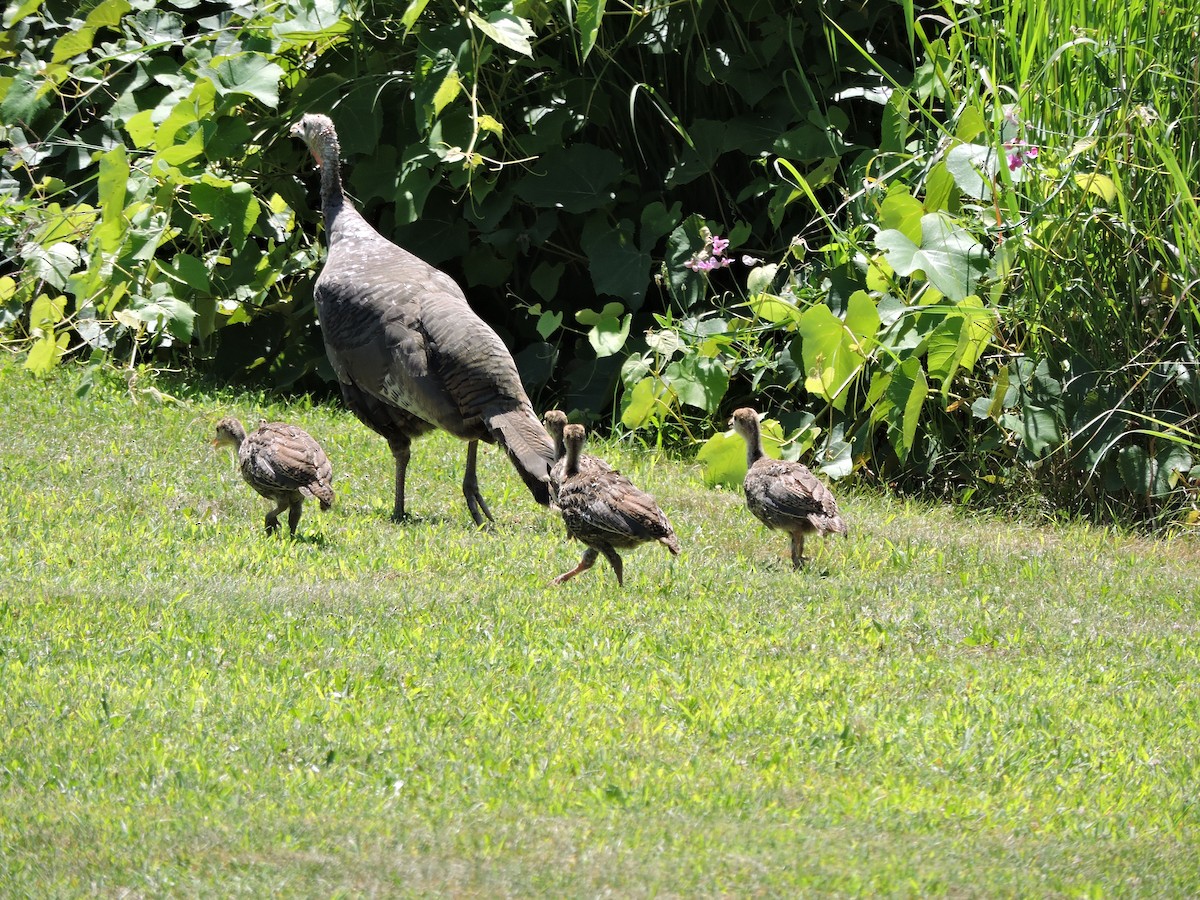 Wild Turkey - ML639322564