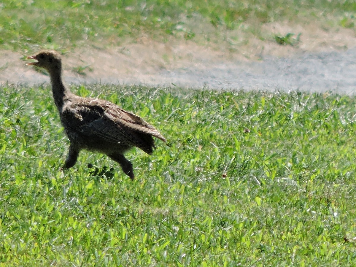 Wild Turkey - ML639322565