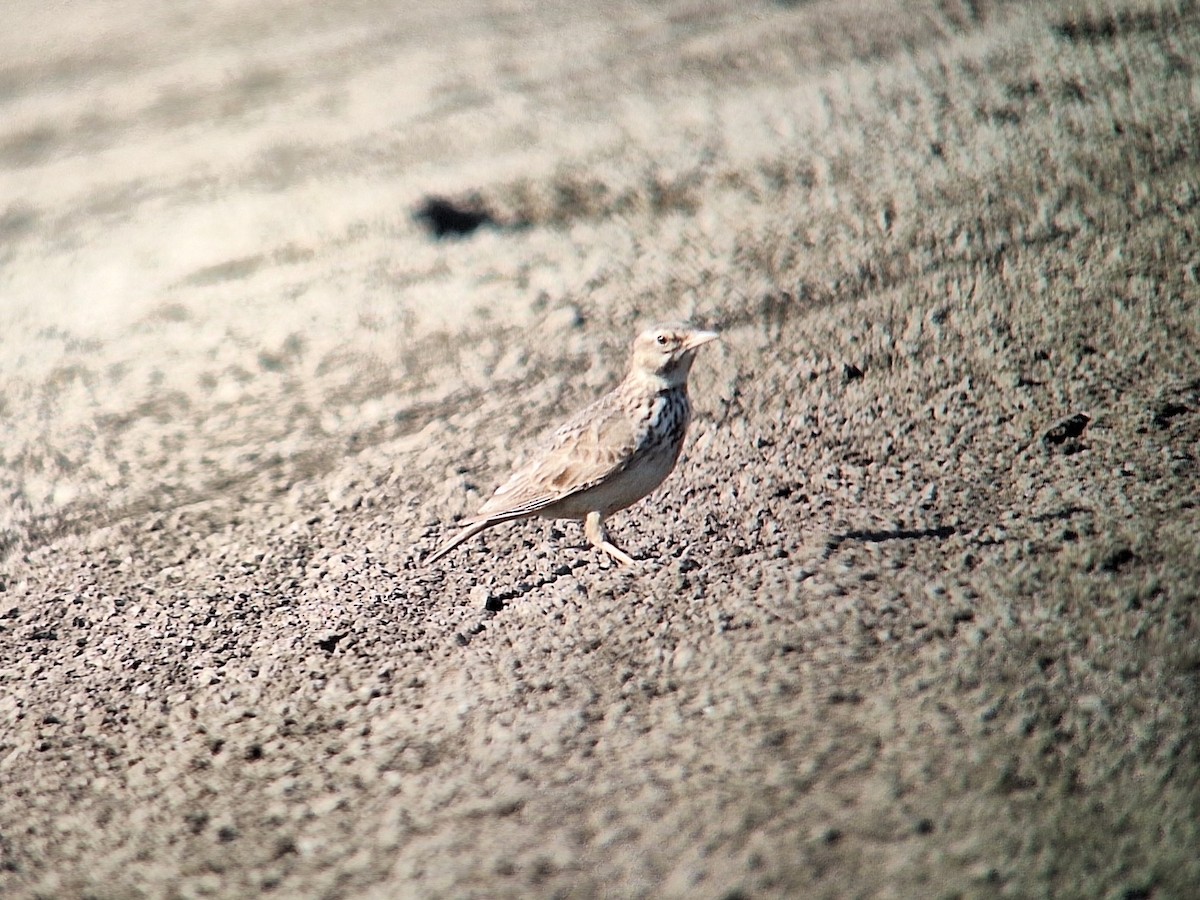 Crested Lark - ML639322572