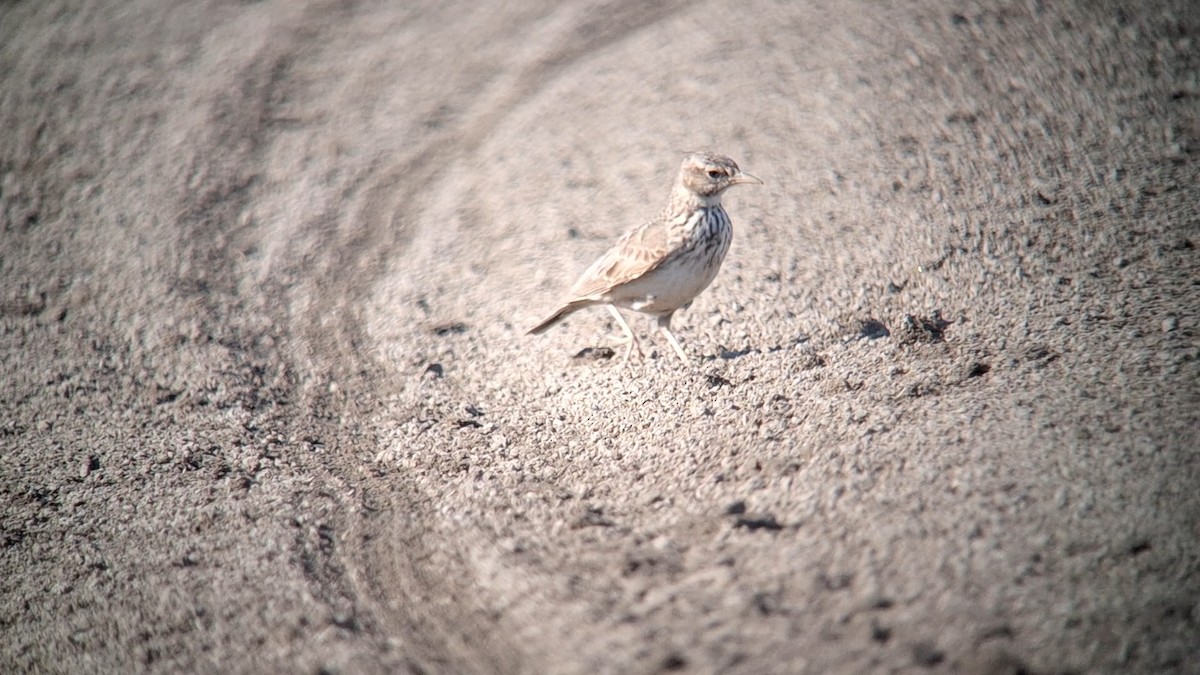 Crested Lark - ML639322577