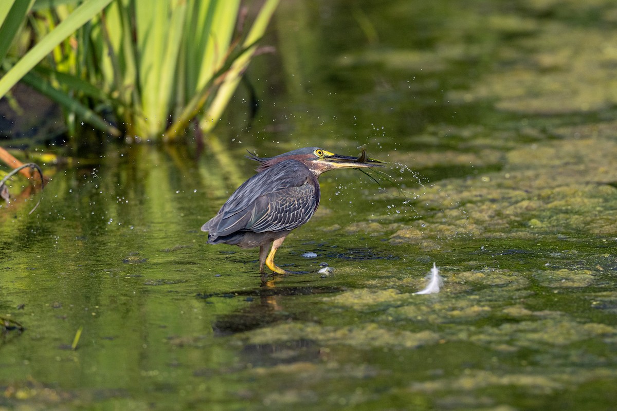 volavka zelenavá - ML639322583