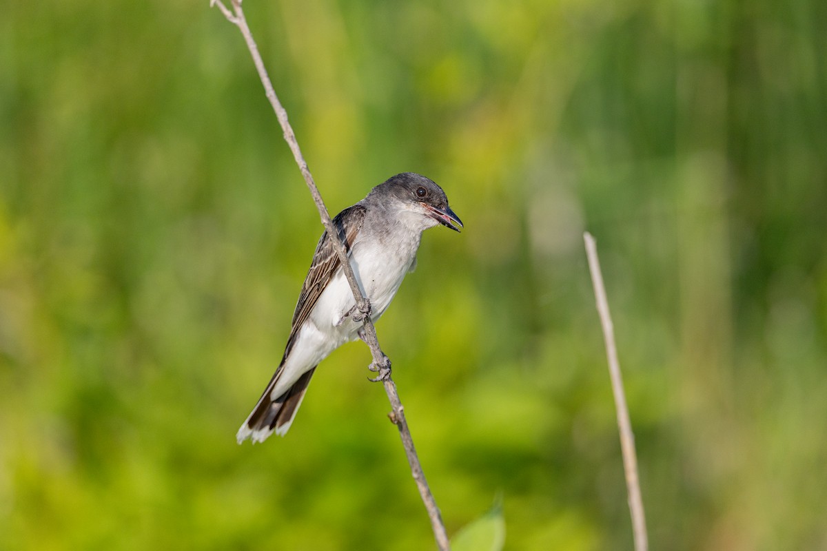 tyran obecný - ML639322586