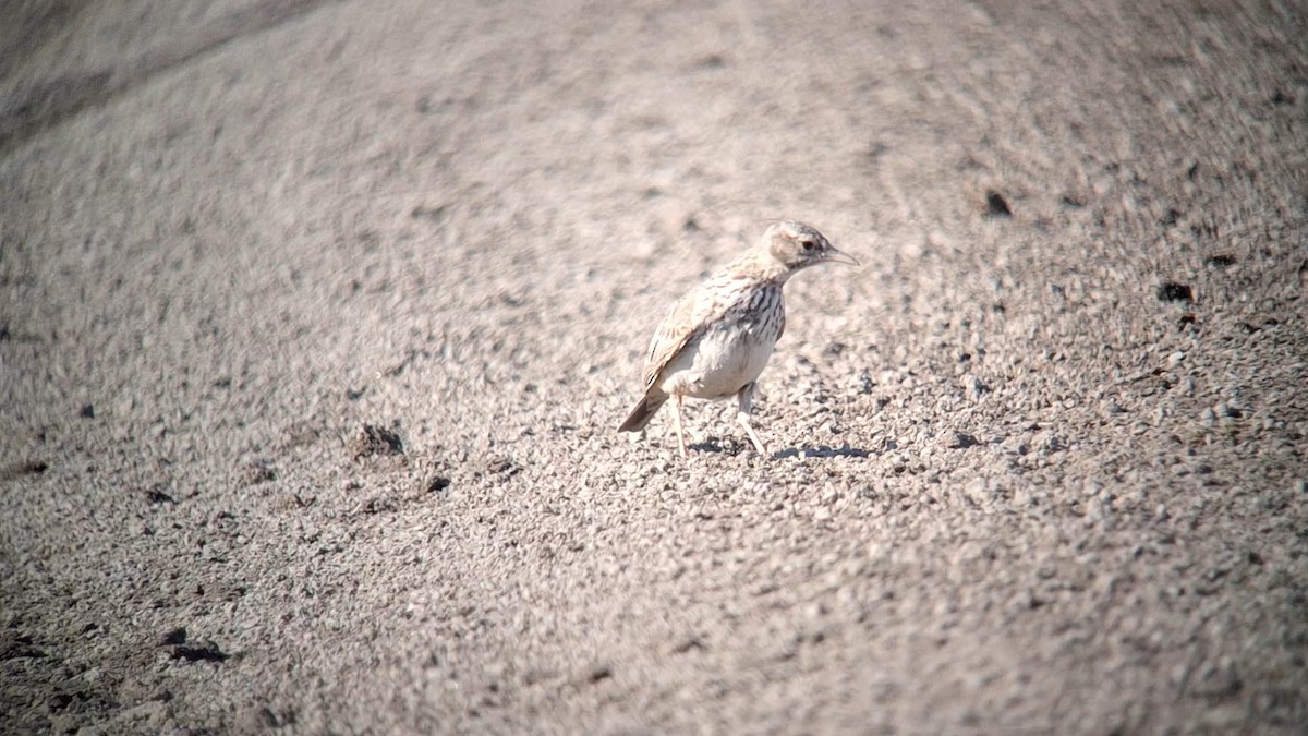 Crested Lark - ML639322588