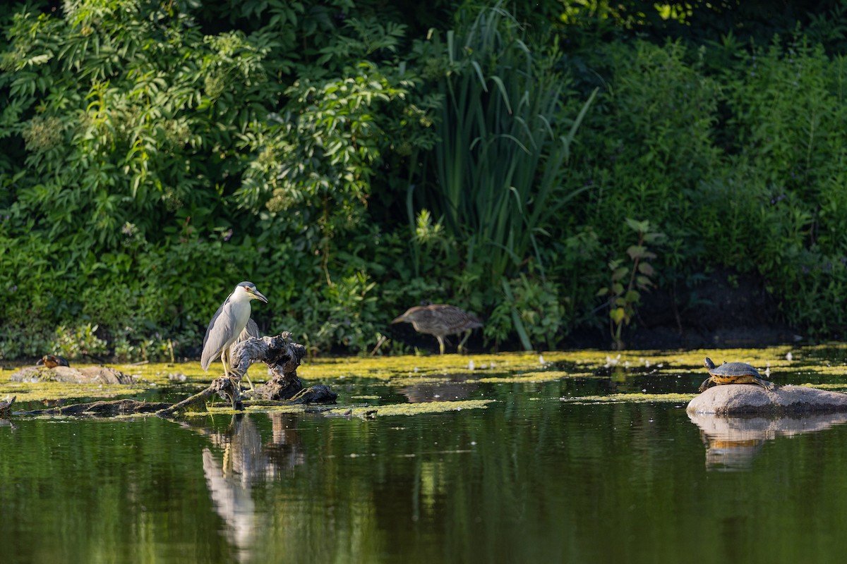 kvakoš noční - ML639322590