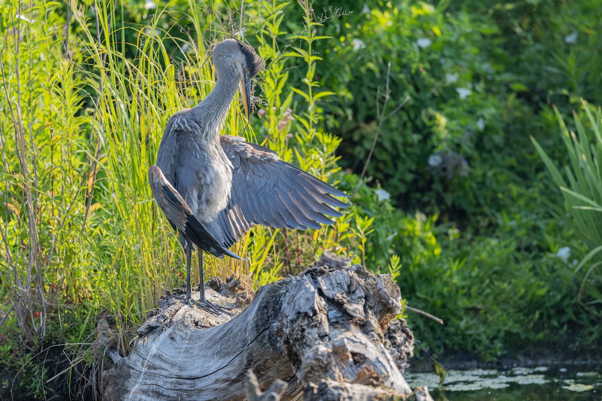 volavka velká - ML639322592