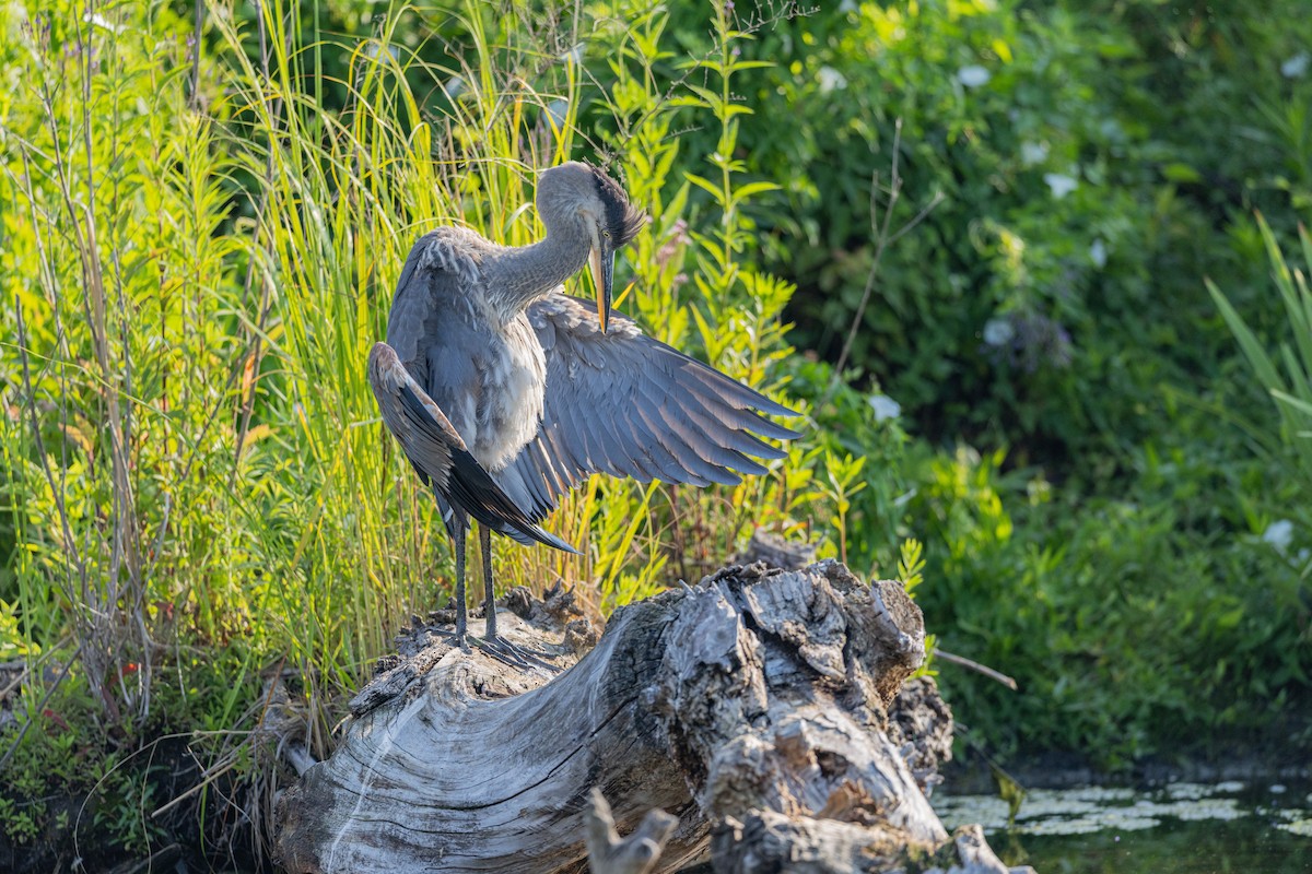 volavka velká - ML639322595