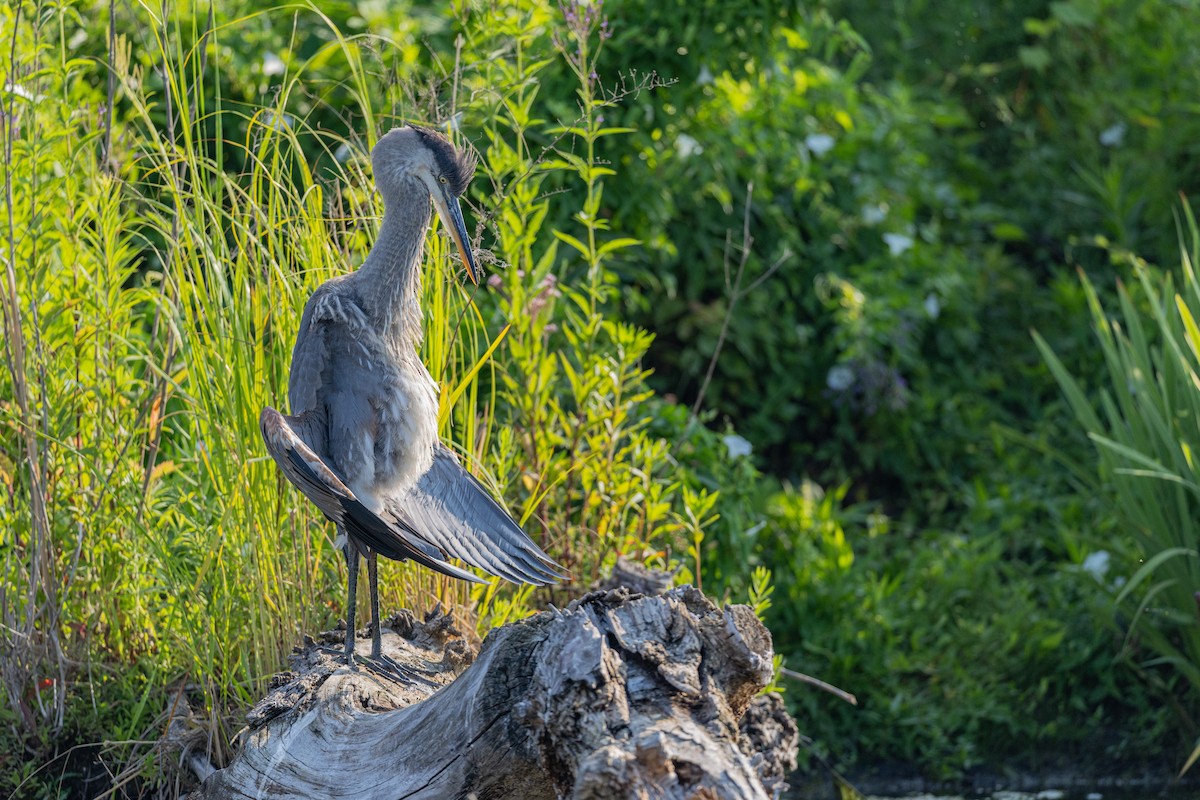 volavka velká - ML639322596